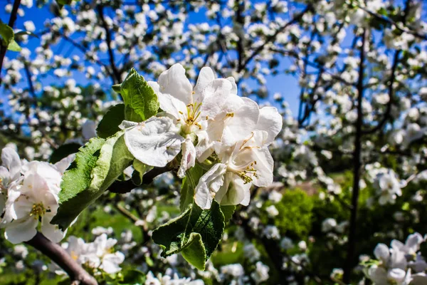 Kiev Ucraina Aprile 2018 Albero Mele Fiorisce Nel Parco — Foto Stock