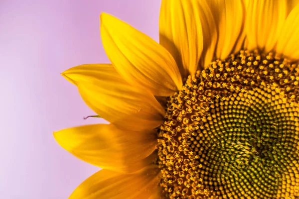 Sunflower flower on the background