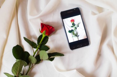 Beyaz arka planda gül yaprakları