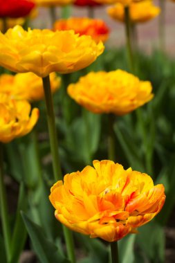 Bilinmeyen çeşitli çiçekaçan lale çiçekleri