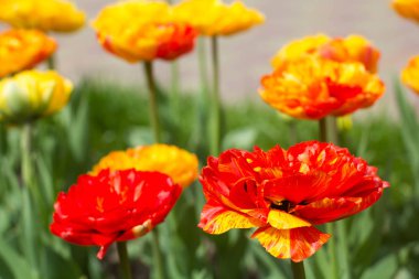 Bilinmeyen çeşitli çiçekaçan lale çiçekleri