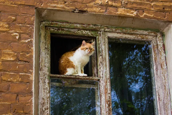 Katze Einem Alten Holzfenster — Stockfoto