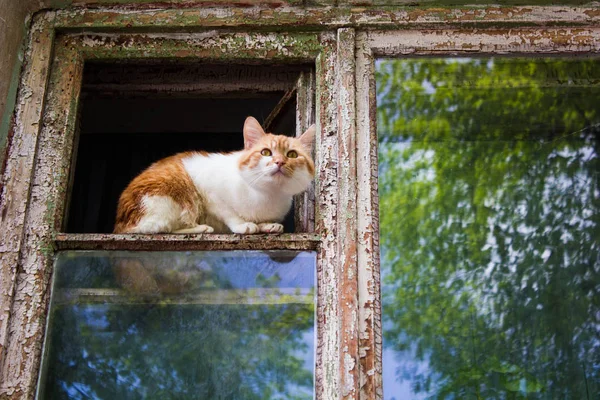 Eski ahşap pencerede kedi