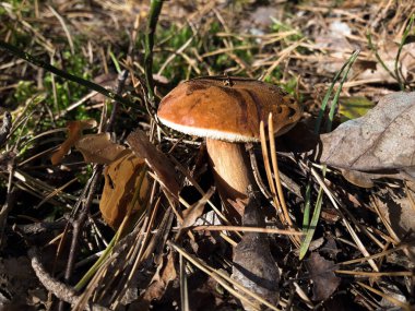 Ormanda bulunan mantar