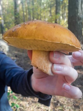 Ormanda bulunan mantar