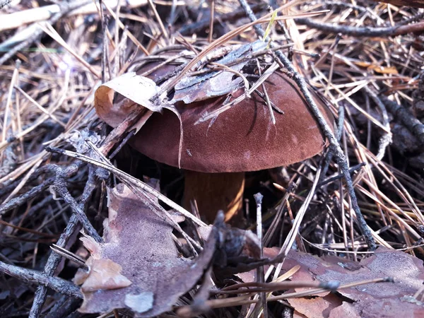 Champignon Trouvé Dans Forêt — Photo