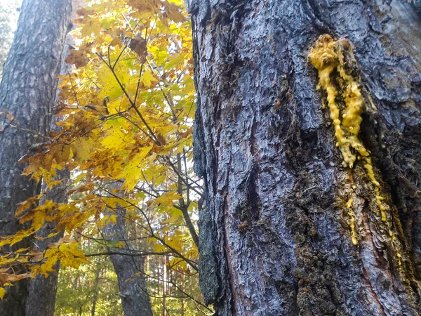 Wood Resin Tree Forest — Stock Photo, Image