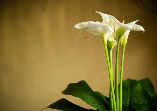 Bouquet Fleurs Calla Avec Des Feuilles — Photo