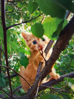 Yardım bekliyor bir ağaç dalına asılı turuncu yavru kedi korkuttu. Sevimli kedi ile oynarken mavi gözleri ve yaprakların arkasında gizle.