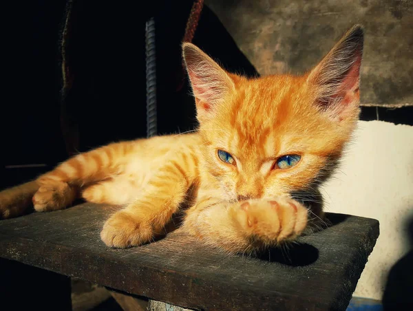 Задумчивый Оранжевый Котёнок Позирует Беспорядок Прекрасная Кошка Лежащая Деревенском Винтажном — стоковое фото