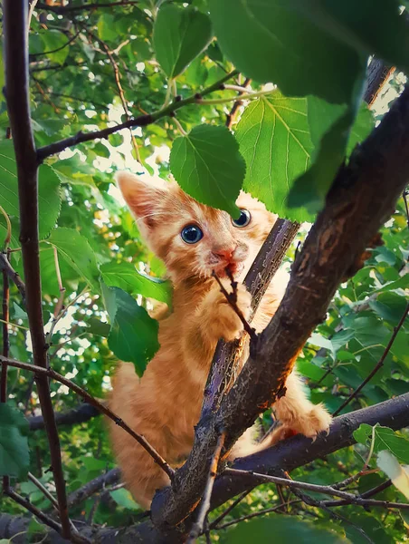 助けを待っている木の枝にぶら下がっているオレンジ色の子猫を怖がっています かわいい猫遊ぶ青い目と葉の後ろに隠れる — ストック写真