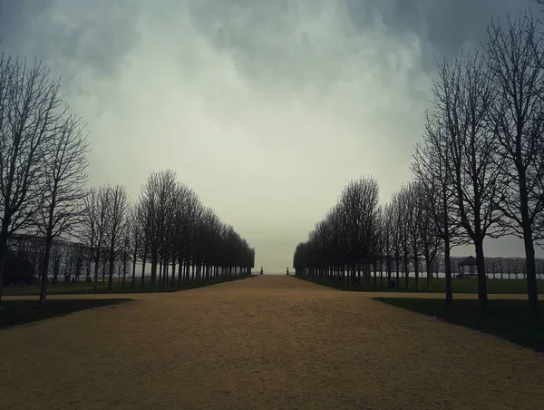 Bare trees alley in the garden of Saint Germain en Laye palace in Paris, France. Cold and gloomy winter morning with a cloudy sky.