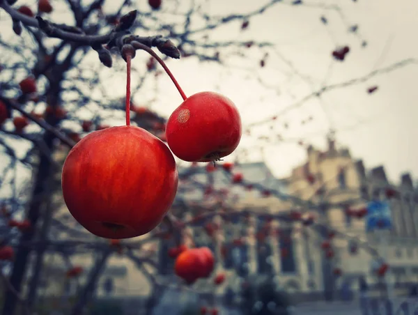 Close up of red berries fruit tree in the garden in front of Chateau Saint Germain, Paris, France. Cold winter morning scenery.