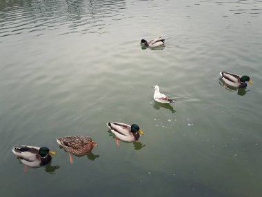 Yaban ördekleri boyunca a. yeşilbaş ördek sonbahar gölde gölde yüzen bir grup ortasında yalnız bir martı. 