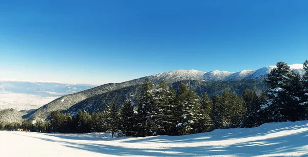 Fir Skog Och Vinter Snö Bergstoppar Solig Dag Bansko Bulgaria — Stockfoto