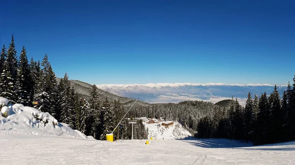 Slope on the skiing resort in Bansko, Bulgaria. Snow fir forest and clear blue sky.