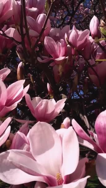 春のピンクのマグノリアの木の花の開花 花の背景 暖かい晴れた日に青い空に咲く芽 自然コンセプト春の野外シーン公園プレイスレプブリケジャルダン — ストック動画