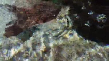 Stingray mavi suyun üzerinde yüzüyor. Akvaryum penceresinden Closeup Stingray.