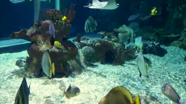 Różne Kolorowe Ryby Ciemnoniebieskim Wodzie Akwarium Podwodne Życie Morskie — Wideo stockowe