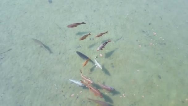 Veel Levende Karpervissen Zwemmen Het Transparante Heldere Water Van Het — Stockvideo