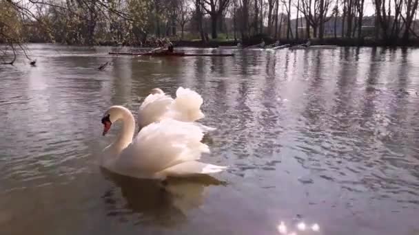 两只美丽的天鹅漂浮在河上 人们划独木舟的背景 阳光明媚的春天早晨在斯特拉斯堡 — 图库视频影像