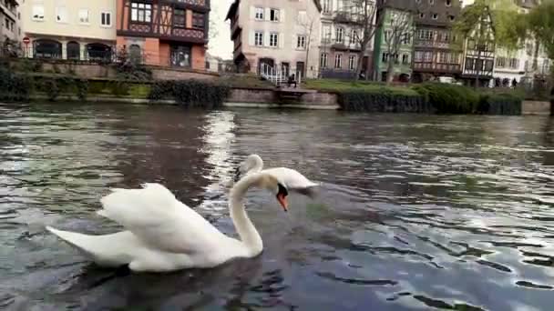 Närbild Vackra Majestätiska Vita Svan Flyter Floden Solig Vårmorgon Strasbourg — Stockvideo