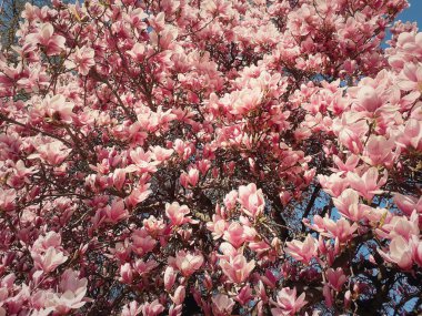 Bahar pembe manolya çiçek kümesi dalları üzerinde çiçekleri 