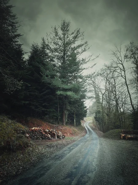 霧の風景とモミの森を突き刺す田舎道。ヴィンタグ — ストック写真