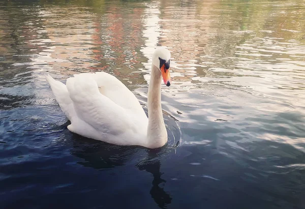Close up of beautiful majestic white swan floating on the river i — стоковое фото