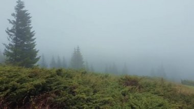 Soğuk rüzgar sisli bulutlar ayakta çam ve köknar ağaçları dökmeyen bir dağ tepesinin tepesinde esen.