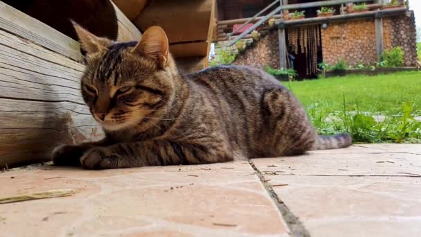 Gros plan portrait drôle chat calme couché sur le sol et reposant dans une cour de campagne. Adorable jeune chaton mignon regardant ailleurs curieux. Animaux aventure en plein air .