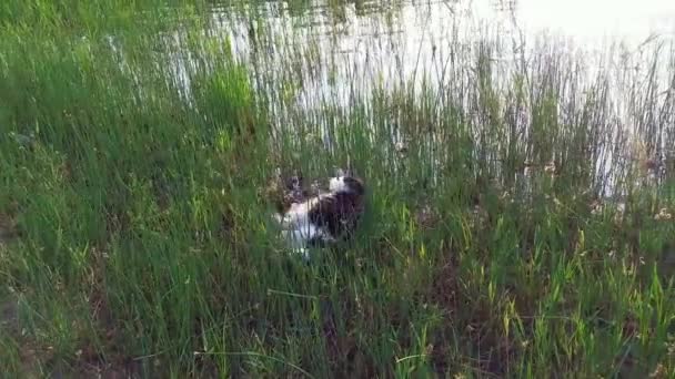 湖の近くの水たまりで遊んでアクティブな面白い犬 リードの完全な沼で汚れた子犬ロール — ストック動画