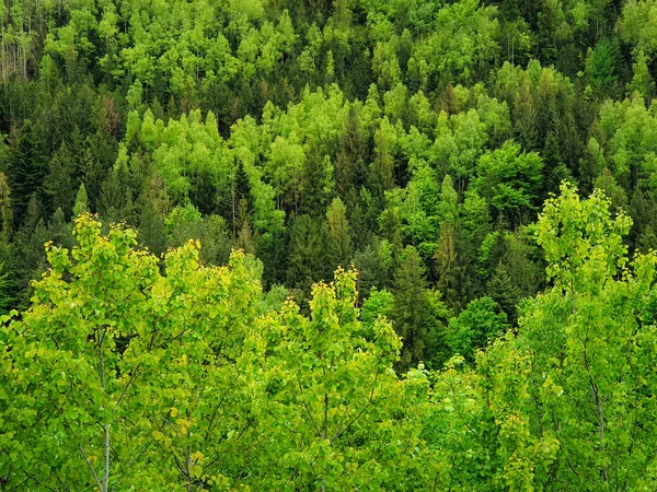 Spring forest texture with different shades of green. Lot of tre