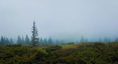 Th yeşil çalılar ve köknar ağaçları ile kasvetli dağlar manzara