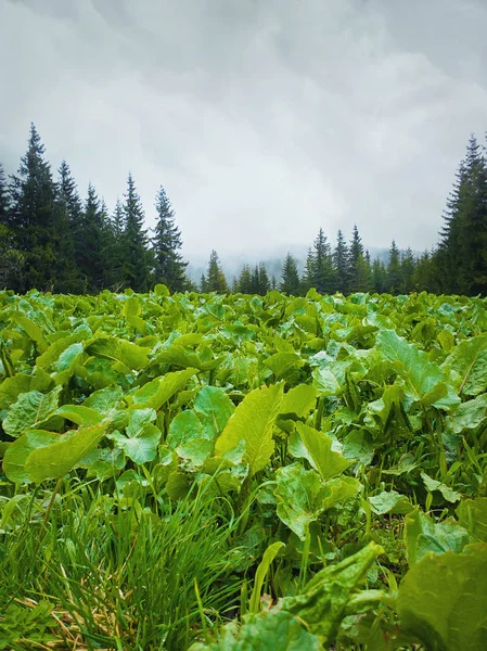 緑の牧草地と美しい美しい山々の風景 — ストック写真