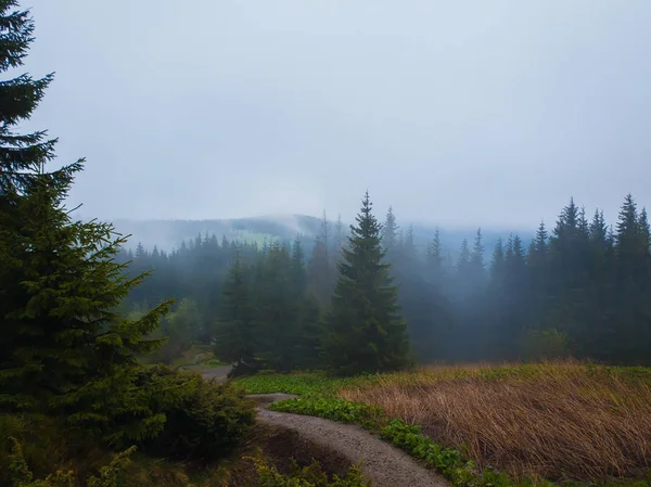 Foggy mountain landscape with coniferous forest on the hills rea