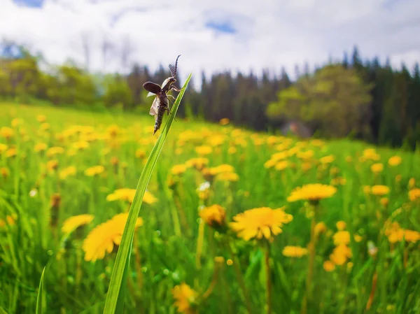 화창한 봄 장면과 딱정벌레가 풀잎에 균형을 이루고 있습니다. — 스톡 사진