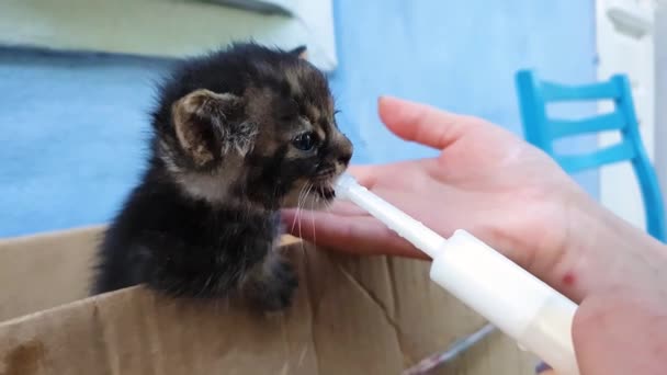 年轻女子用特殊的注射器工具喂一只无家可归的小猫 用这种工具喂奶 帮助一只饥饿的小猫吃 人善良理念 — 图库视频影像