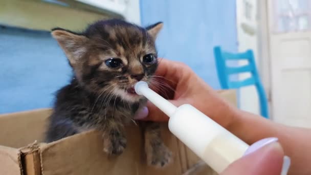 ミルクをポンピングするための特別な注射器ツールを使用してホームレスの子猫を養う若い女性の手のクローズアップ 少し空腹の猫を食べるのを助けます 人の優しさの概念 — ストック動画