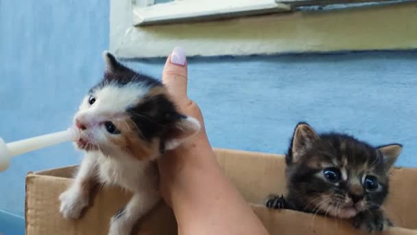 Close Mãos Mulher Jovem Alimentando Dois Gatinhos Desabrigados Curiosos Usando — Vídeo de Stock