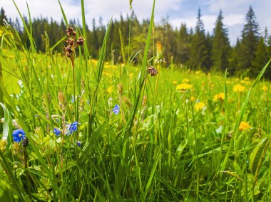 Doğanın güzel görünümü kadar yeşil çim, karpat mounta