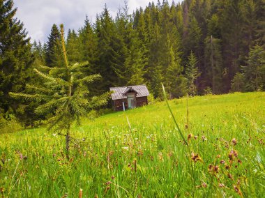 Karpatların pitoresk bahar pastoral sahne, yeşil çim