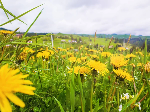 カルパチアのヒルに開花黄色のタンポポフィールドをクローズアップ — ストック写真