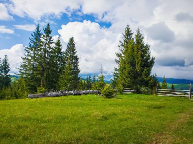 Köyün yakınındaki yeşil alan zeminüzerinde kuru köknar ağacı gövdesi