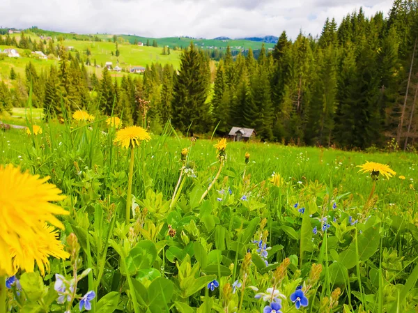 Yakın çiçek açan sarı karahindiba ve küçük mavi çiçekler üzerinde
