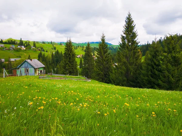 Cabaña de madera cerca del bosque de abeto, soleado día de primavera con gr verde — Foto de Stock