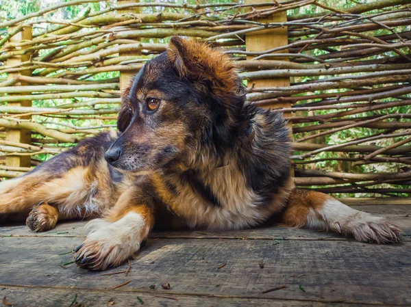 Närbild porträtt av en bedårande mongrel hund om utomhus — Stockfoto
