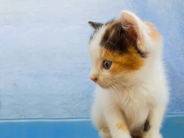 Close up portrait of a little white kitten with black and orange — Stock Photo, Image