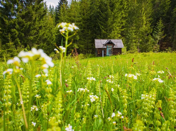 Cabaña de madera en el prado floreciente rodeado de coníferas woo — Foto de Stock