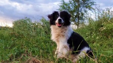 Mutlu sınır collie köpek güneşli bir günün sessizliği zevk etrafına bakarak doğanın ortasında çim üzerinde oturan.